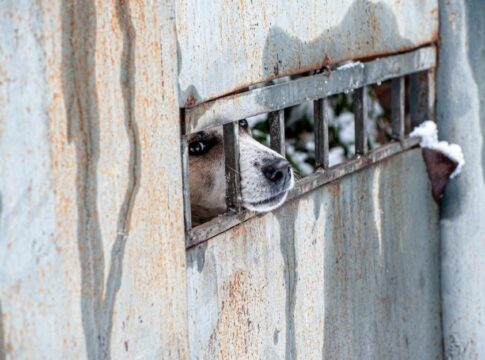 Featured image related to Animal welfare bill takes effect, adds more information to statewide animal abuser database